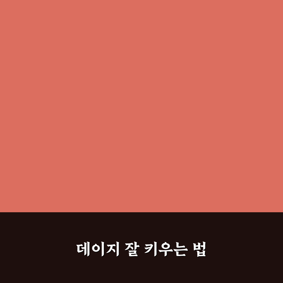데이지 꽃 키우기 방법과 초보 꿀팁 공유