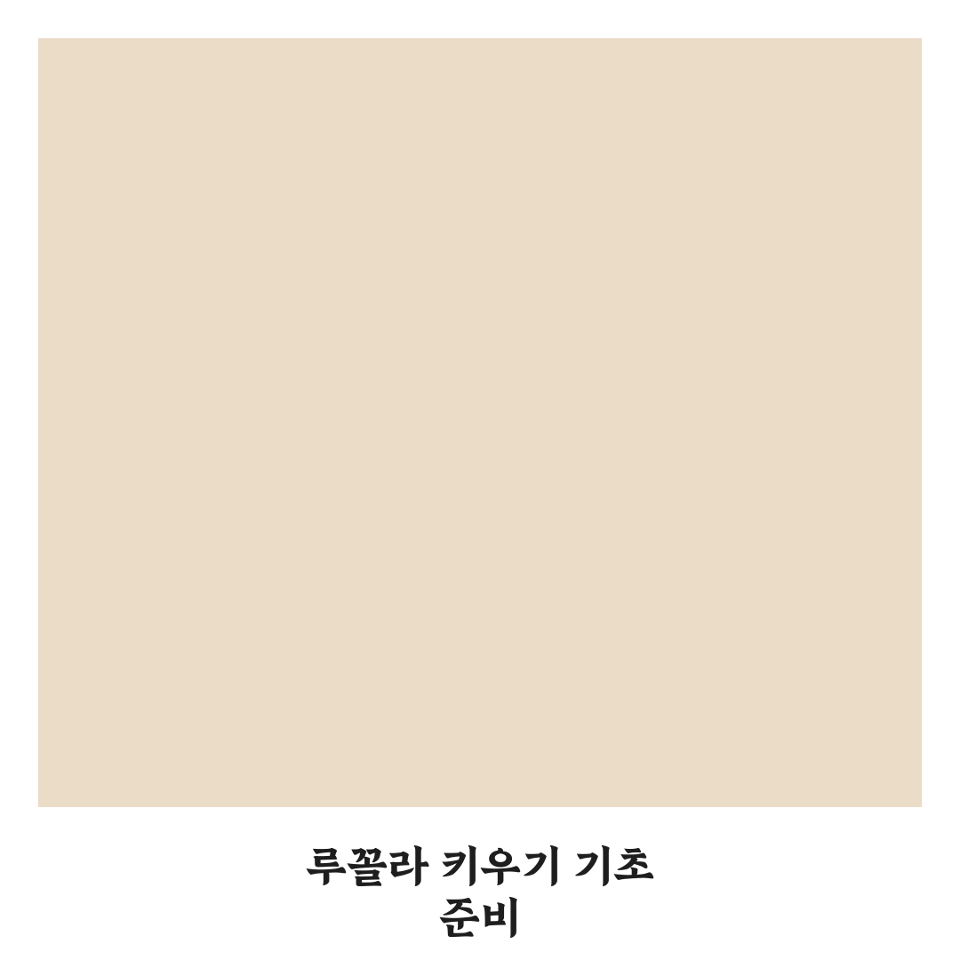 다이소 루꼴라 키우기 꿀팁과 초보자용 방법 정리